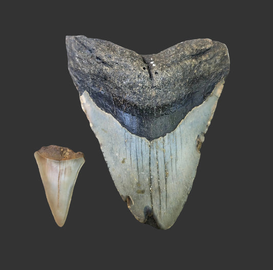 4.1"x 3.1" Megalodon Tooth- B5