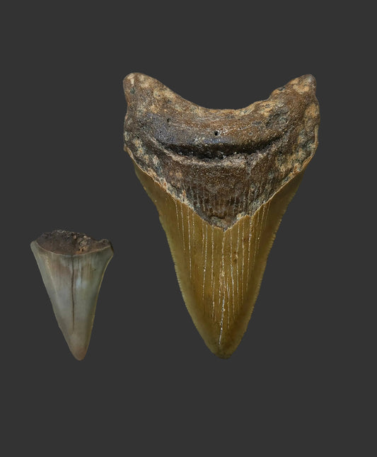 3.4"x 2.2" Megalodon Tooth- C45