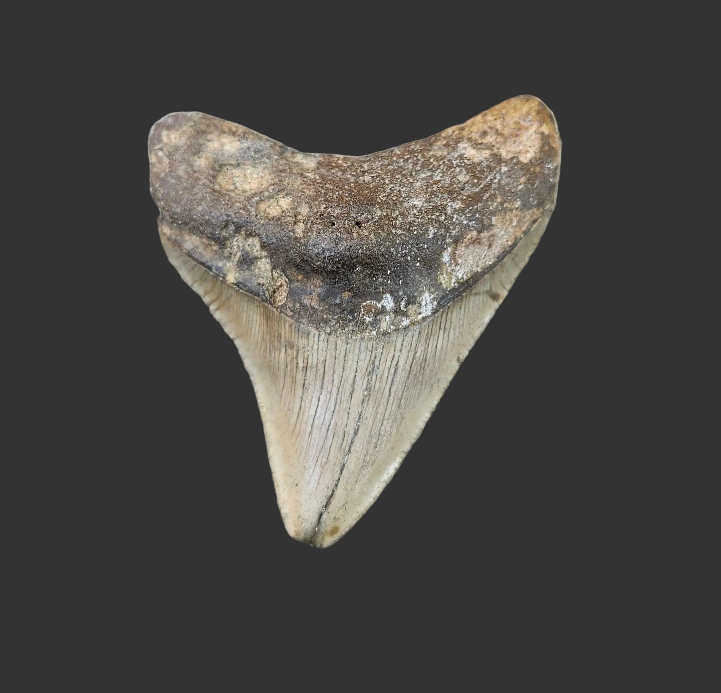 3"x2.5" Megalodon Tooth- C11