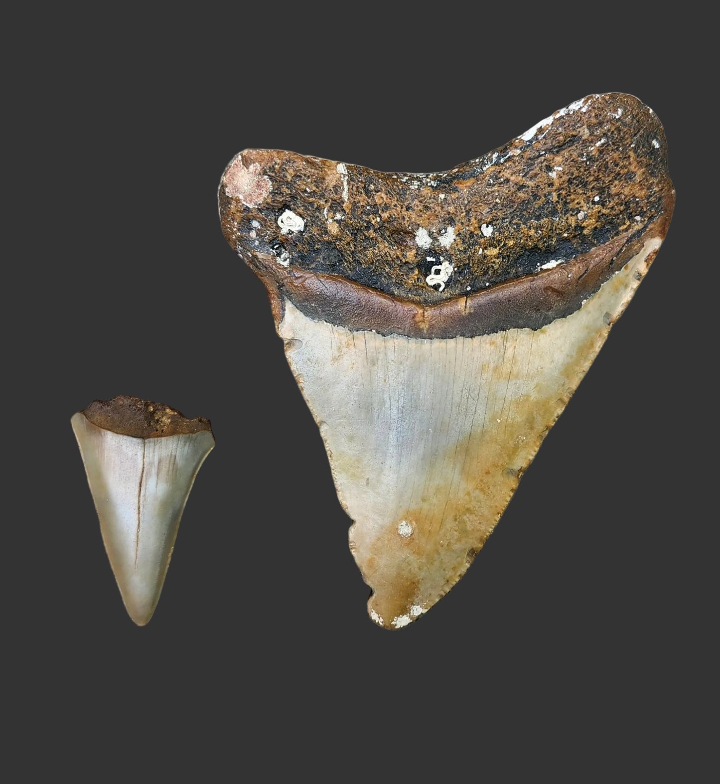 3.7"x 2.9" Megalodon Tooth- C57