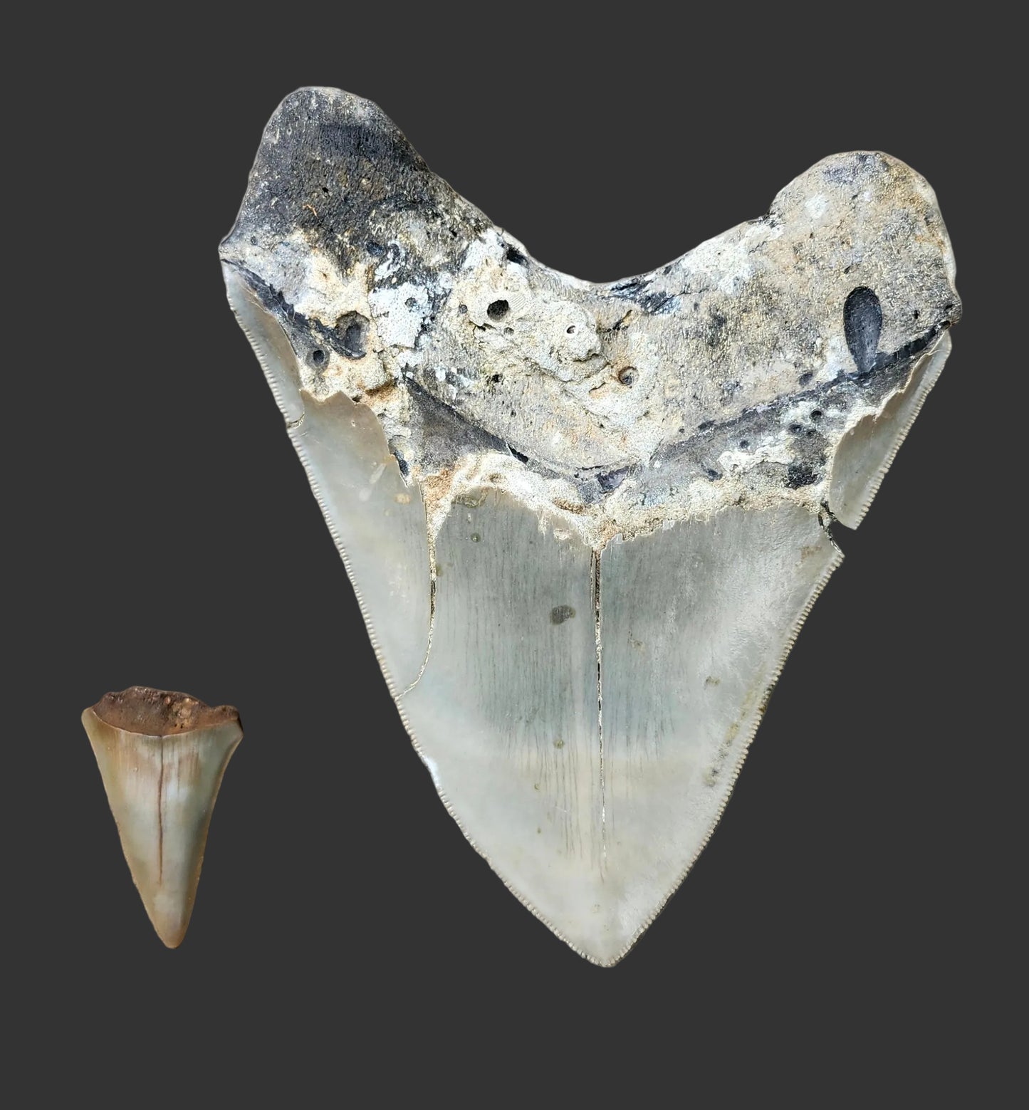 5"x 3.9" Megalodon Tooth- B11