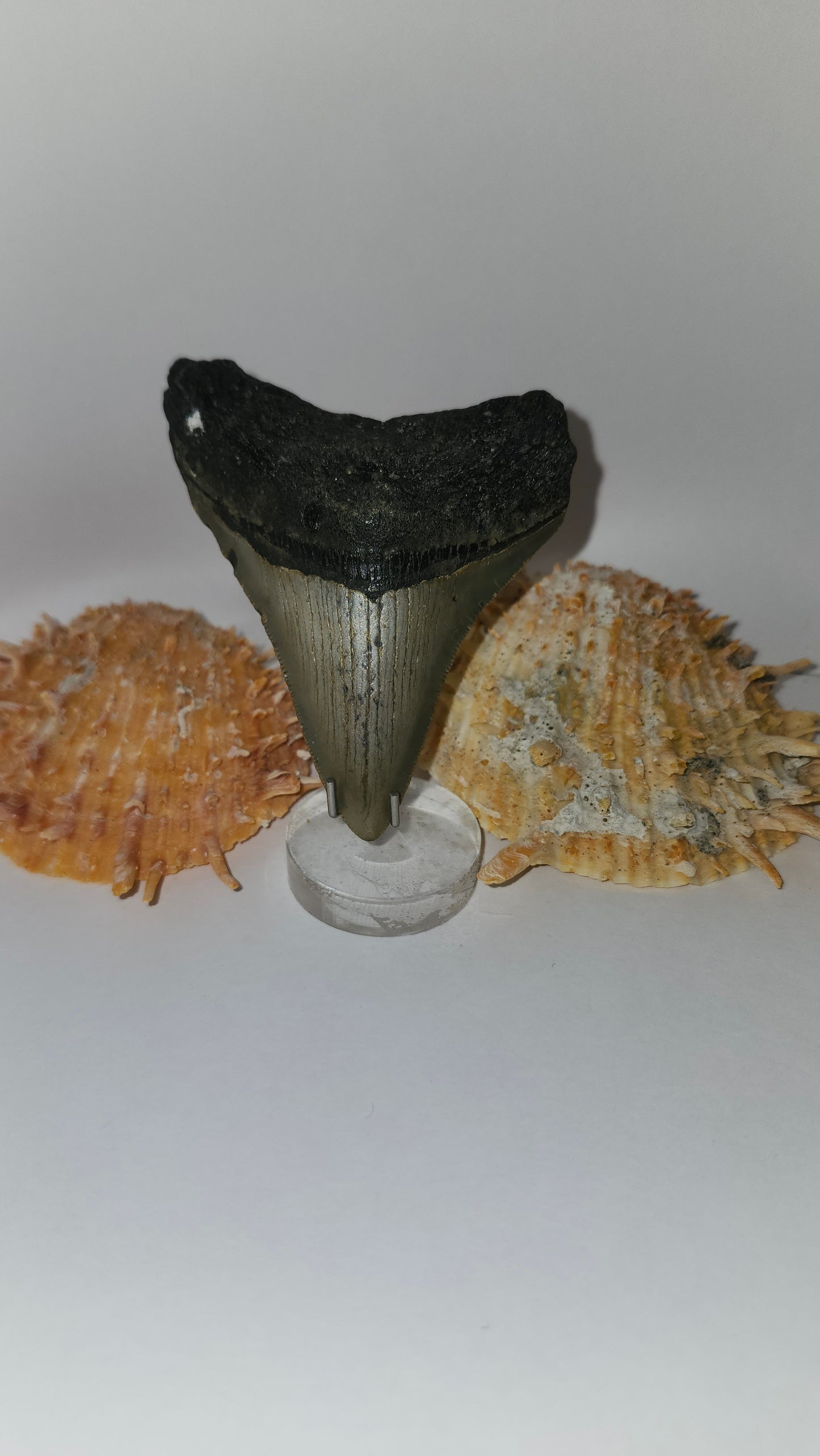 3.4" Megalodon Tooth