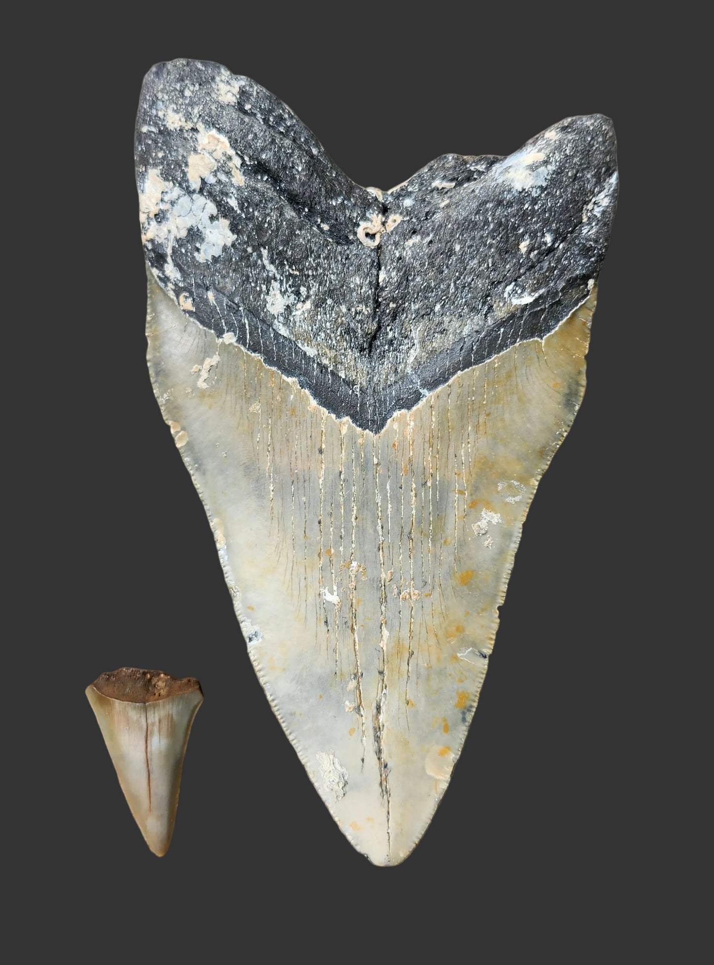 6.1"x 3.7" Megalodon Tooth- A1