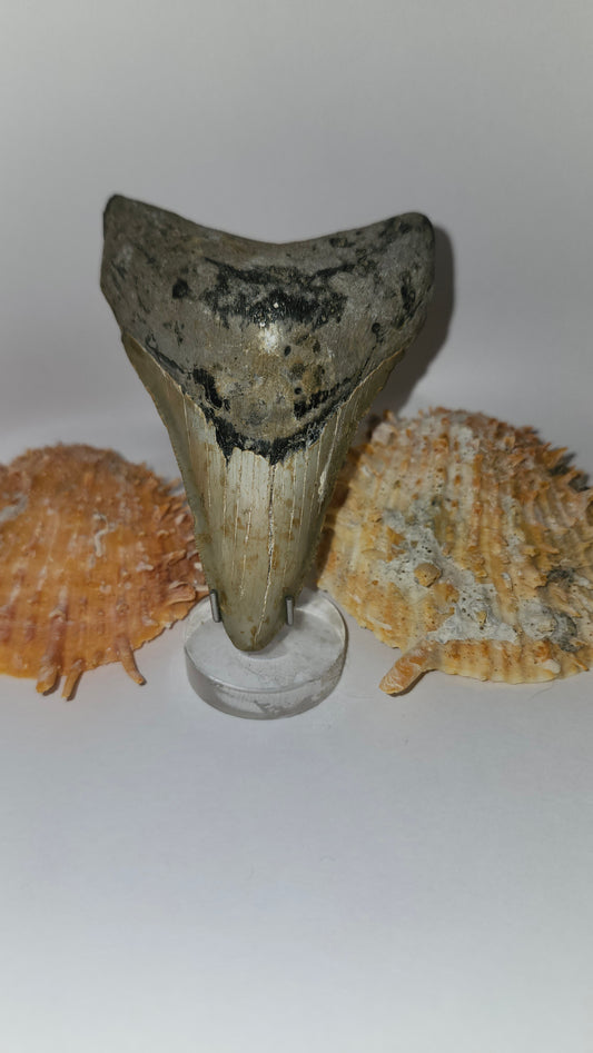 3.7" Megalodon Tooth