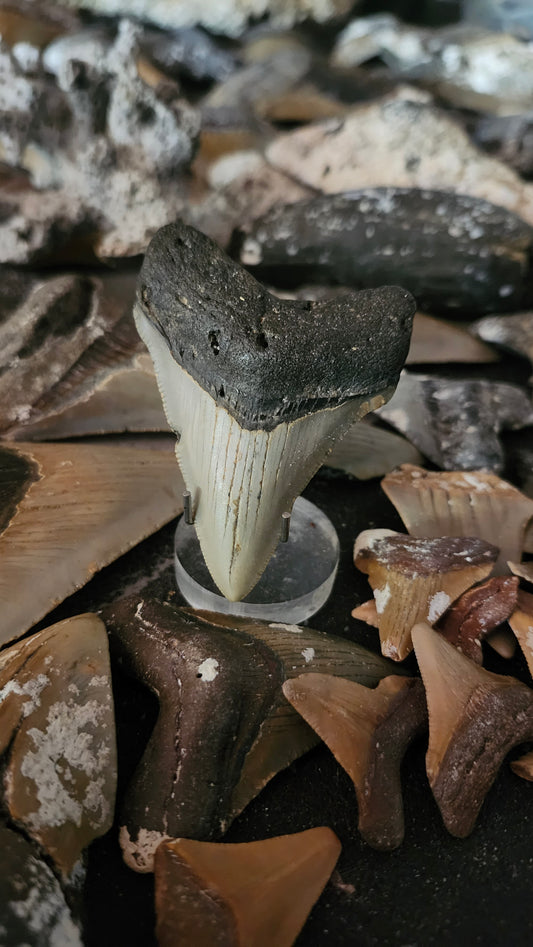 2.8" Megalodon Tooth