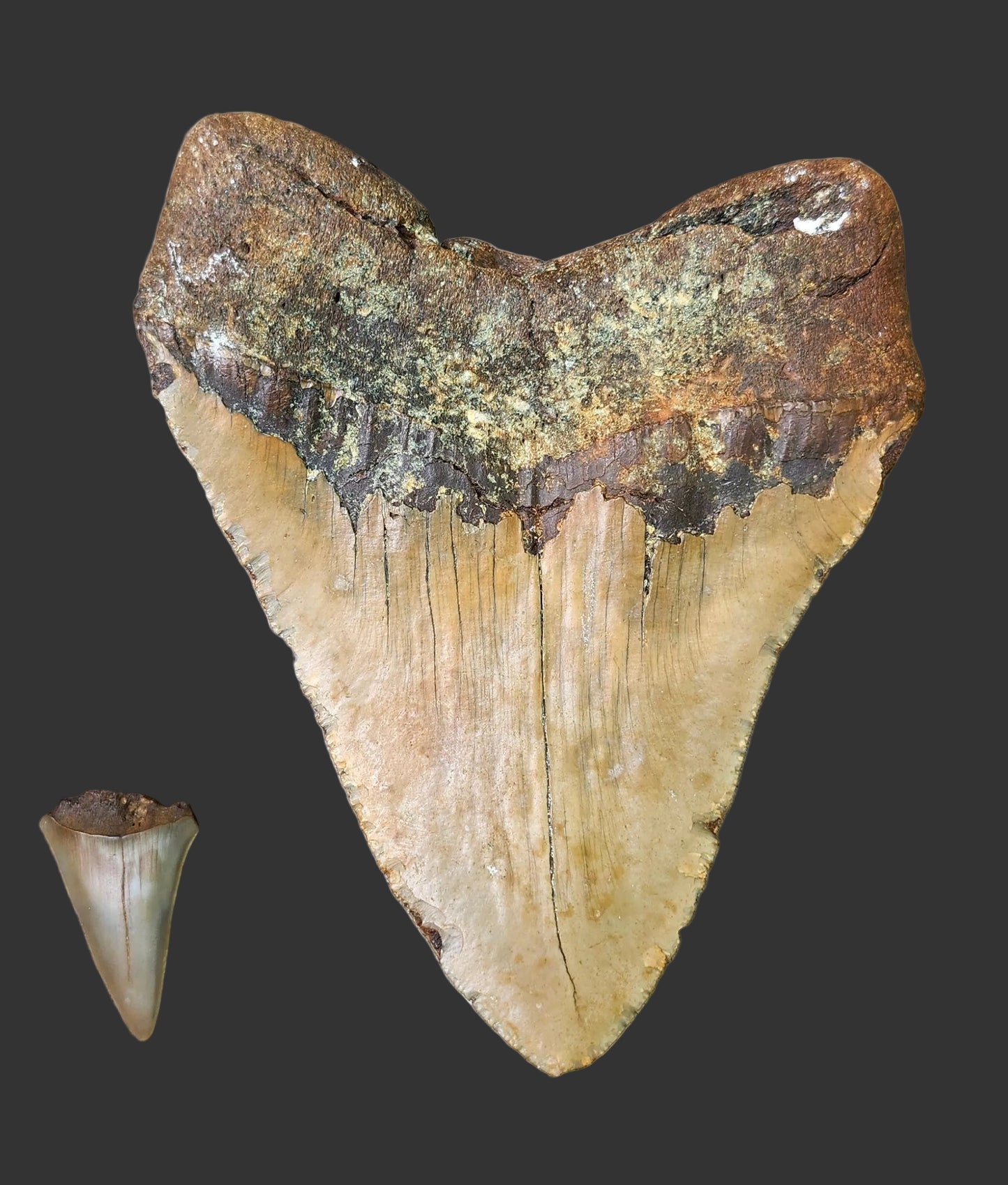 5.6"x 4.5" Megalodon Tooth- B24