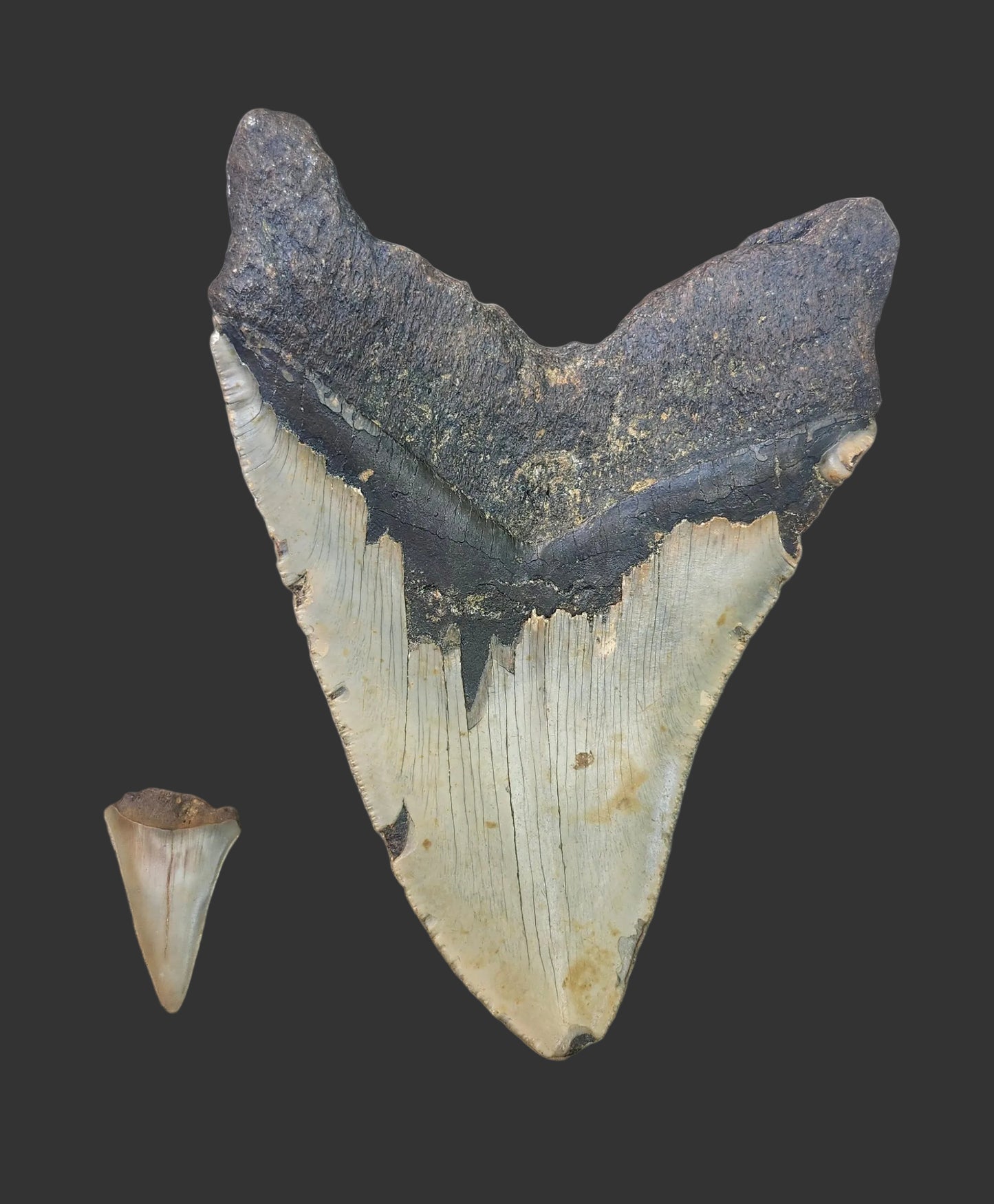 6.3"x 4.4" Megalodon Tooth- A5