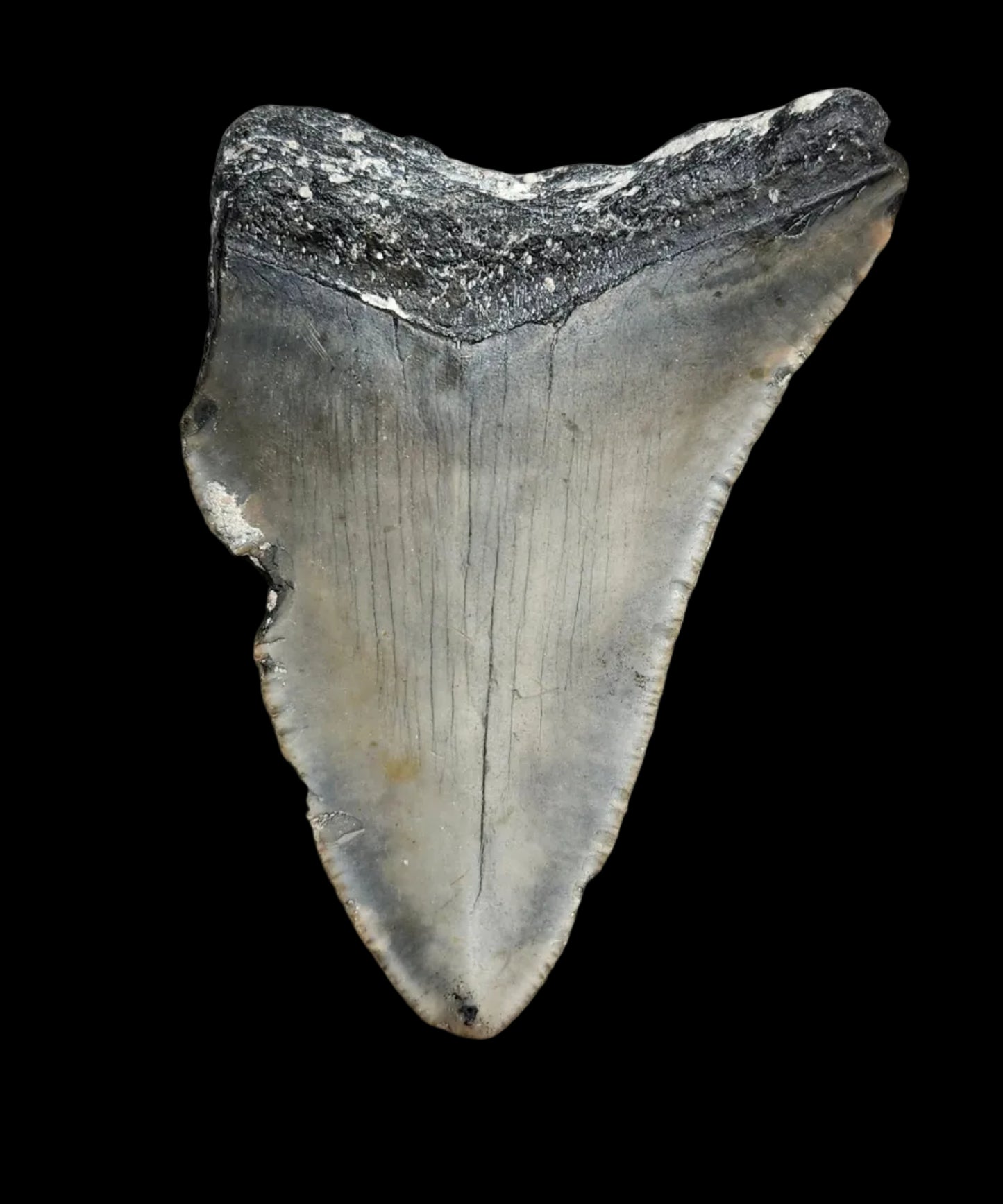 2.8"x 2" Megalodon Tooth - C4