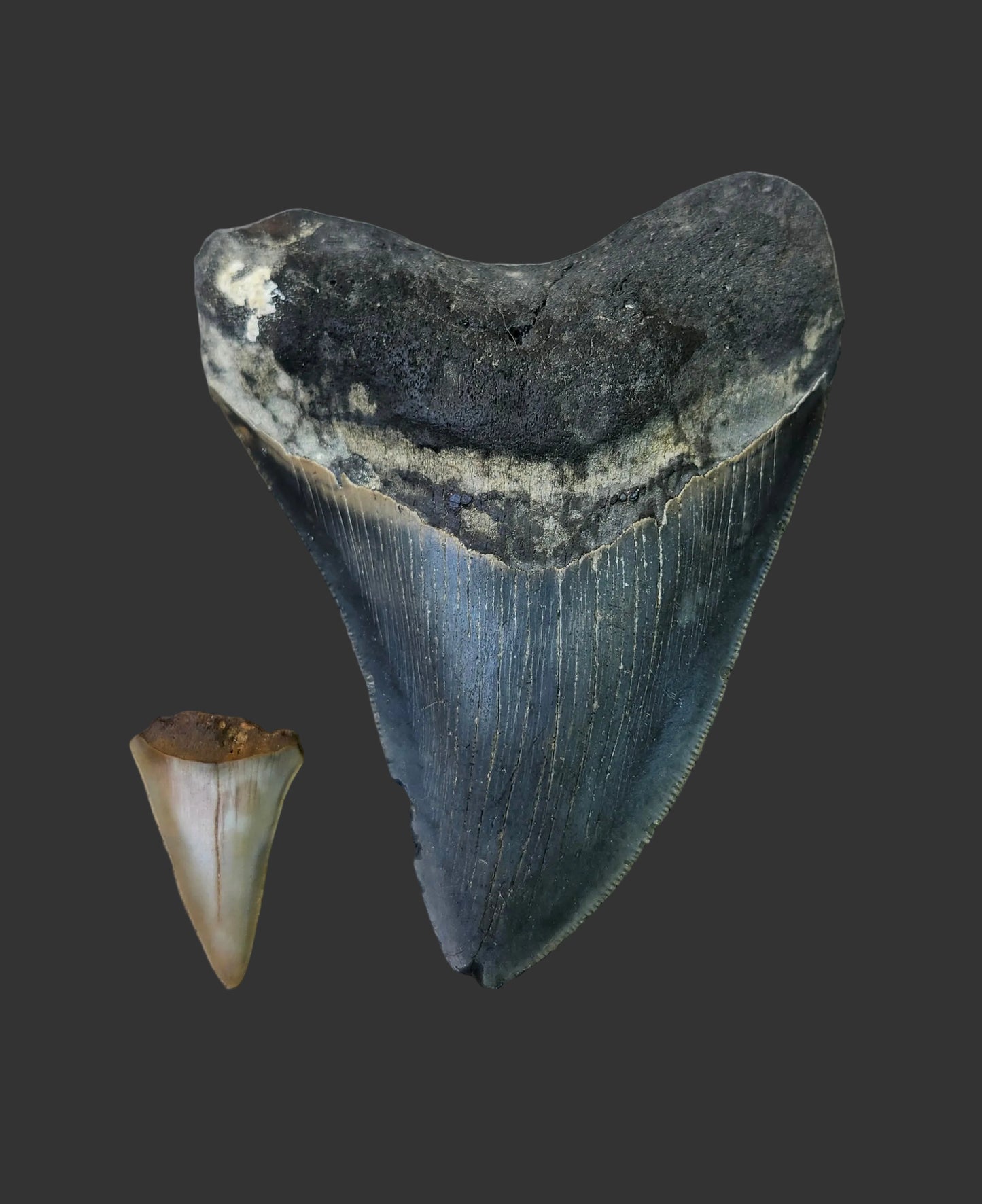 4.8"x3.6" Megalodon Tooth-B10