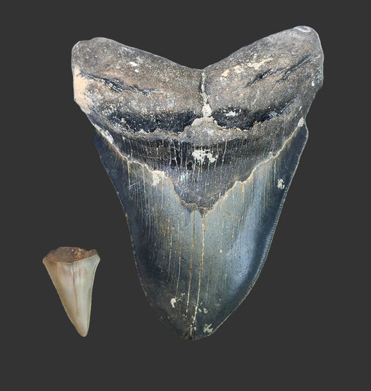 5.8"x 4.3" Megalodon Tooth- B25