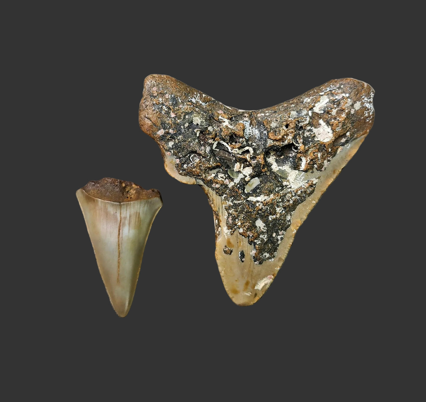 2.7"x2.5" Megalodon Tooth- C35