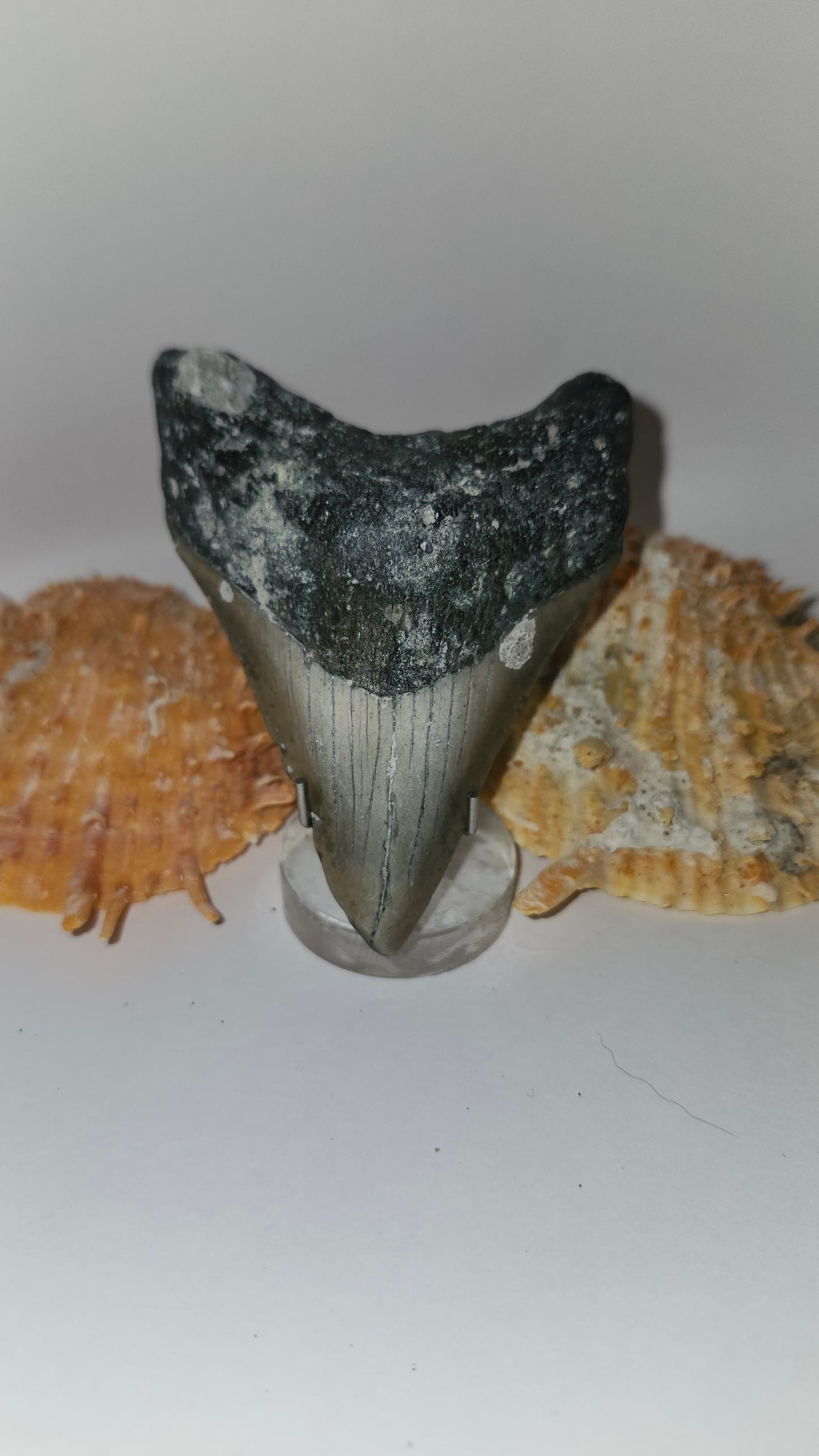 3.4" Megalodon Tooth