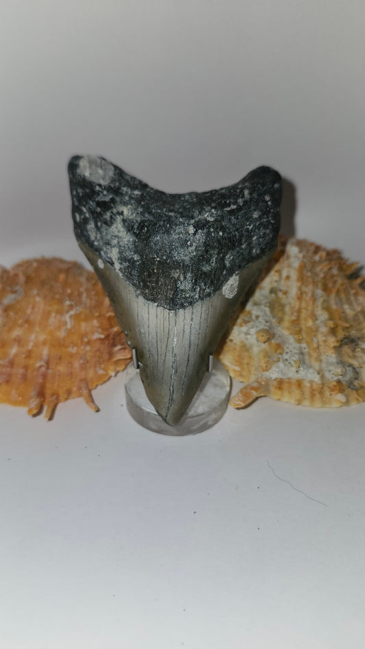 3.4" Megalodon Tooth