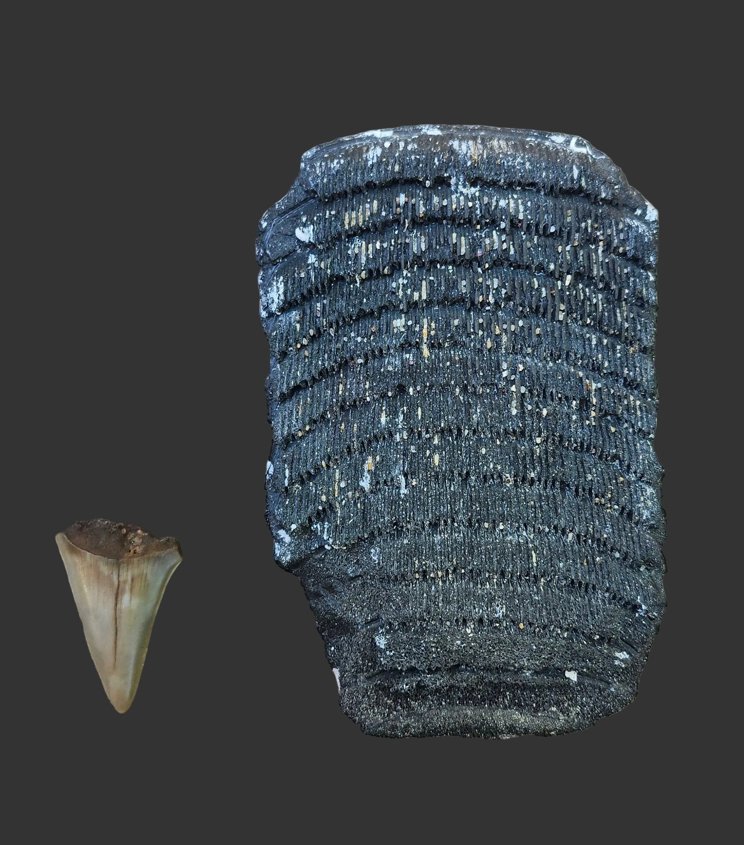 Fossilized Stingray Mouth Plate
