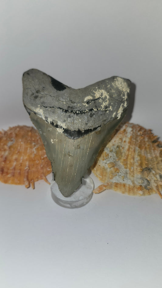 4" Megalodon Tooth