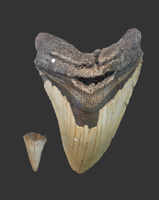 6.3"x 4.4" Megalodon Tooth- A5