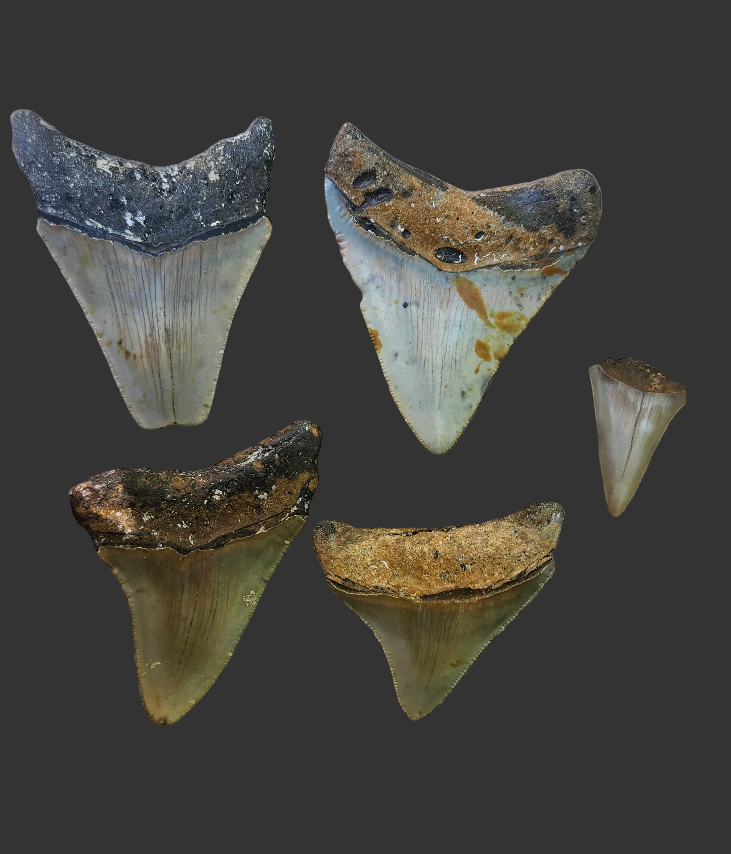 4 Megalodon Teeth - P7