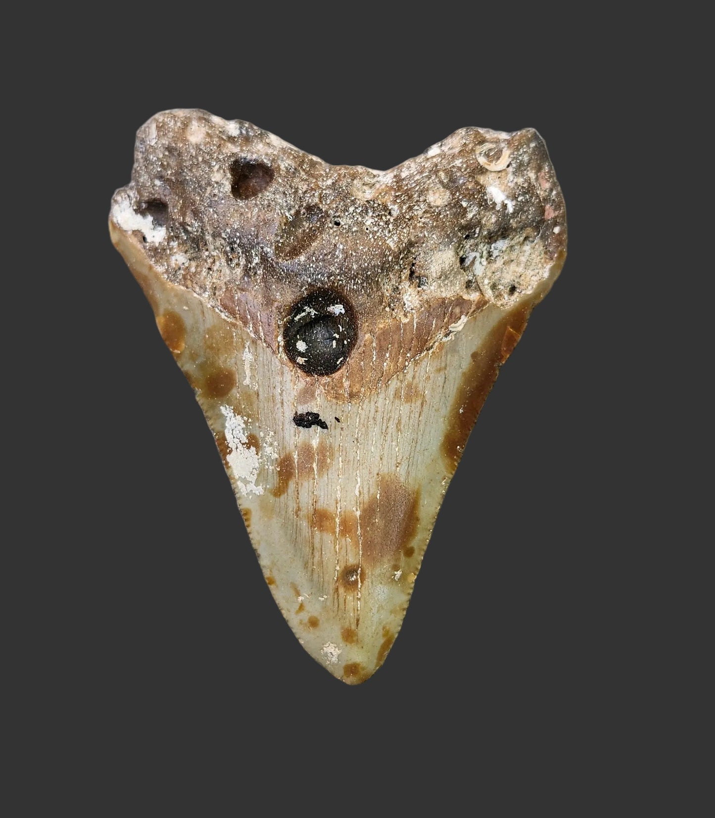 3"x 2.4" Megalodon Tooth- C14