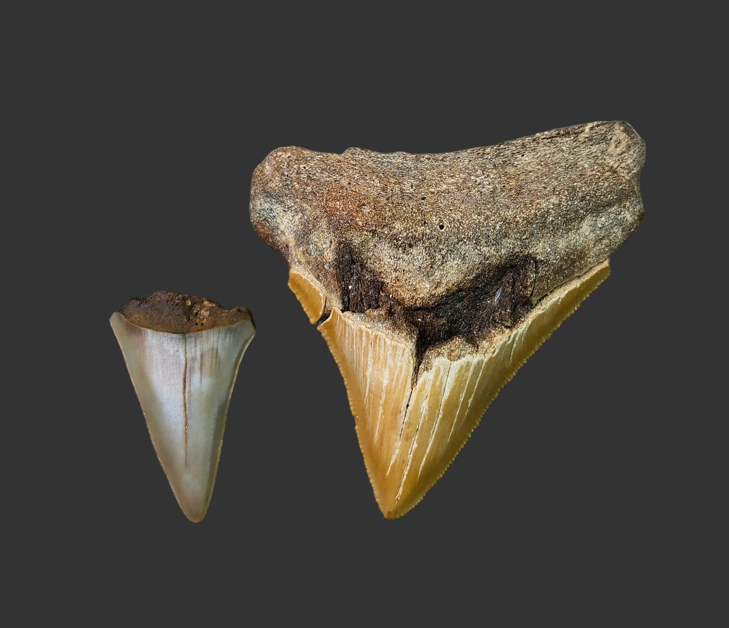 3.1"x 2.7" Megalodon Tooth- C23