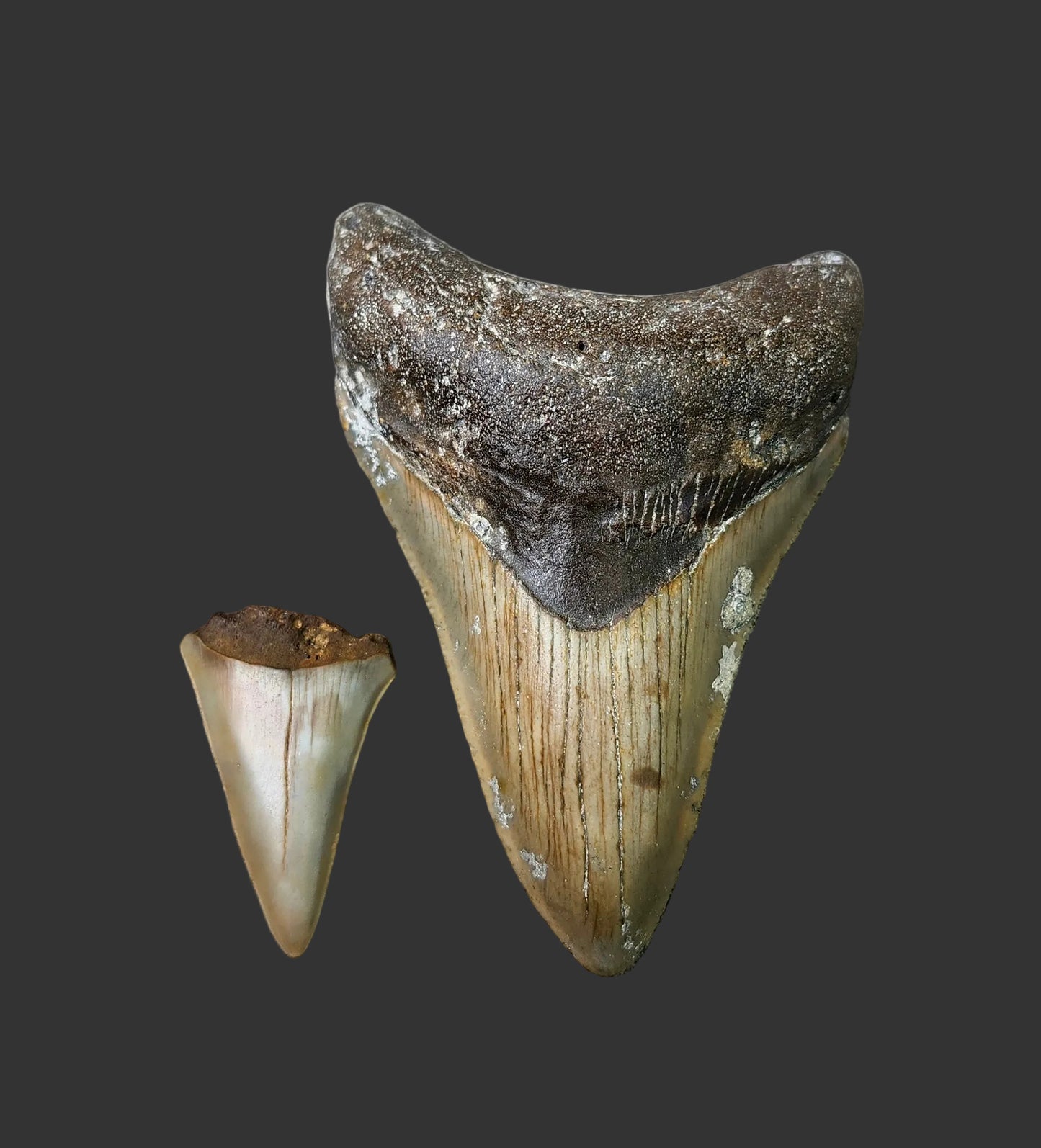 3.6"x 2.4" Megalodon Tooth- C41