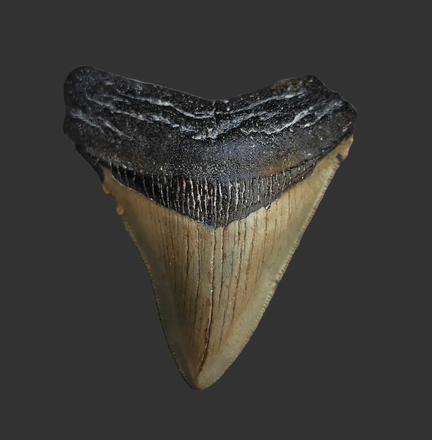 3.1"x 2.7" Megalodon Tooth- C8