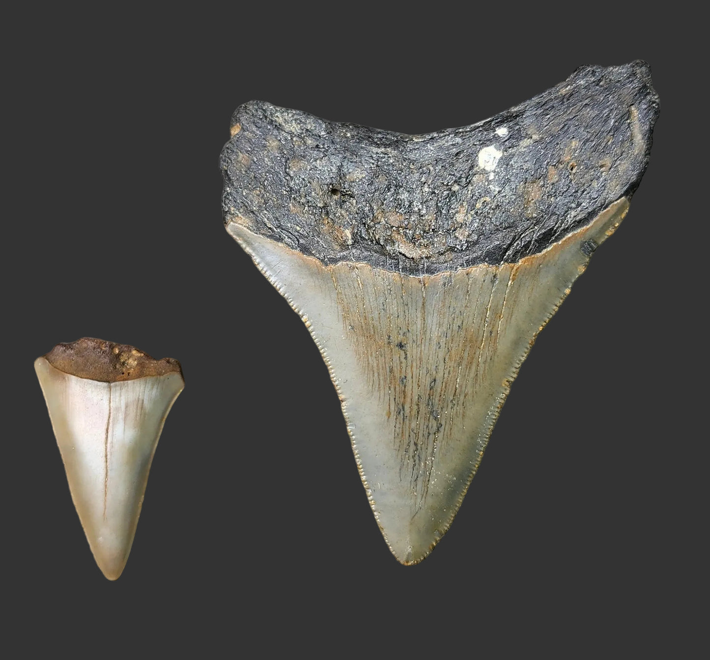 3.4"x 2.7" Megalodon Tooth- C25