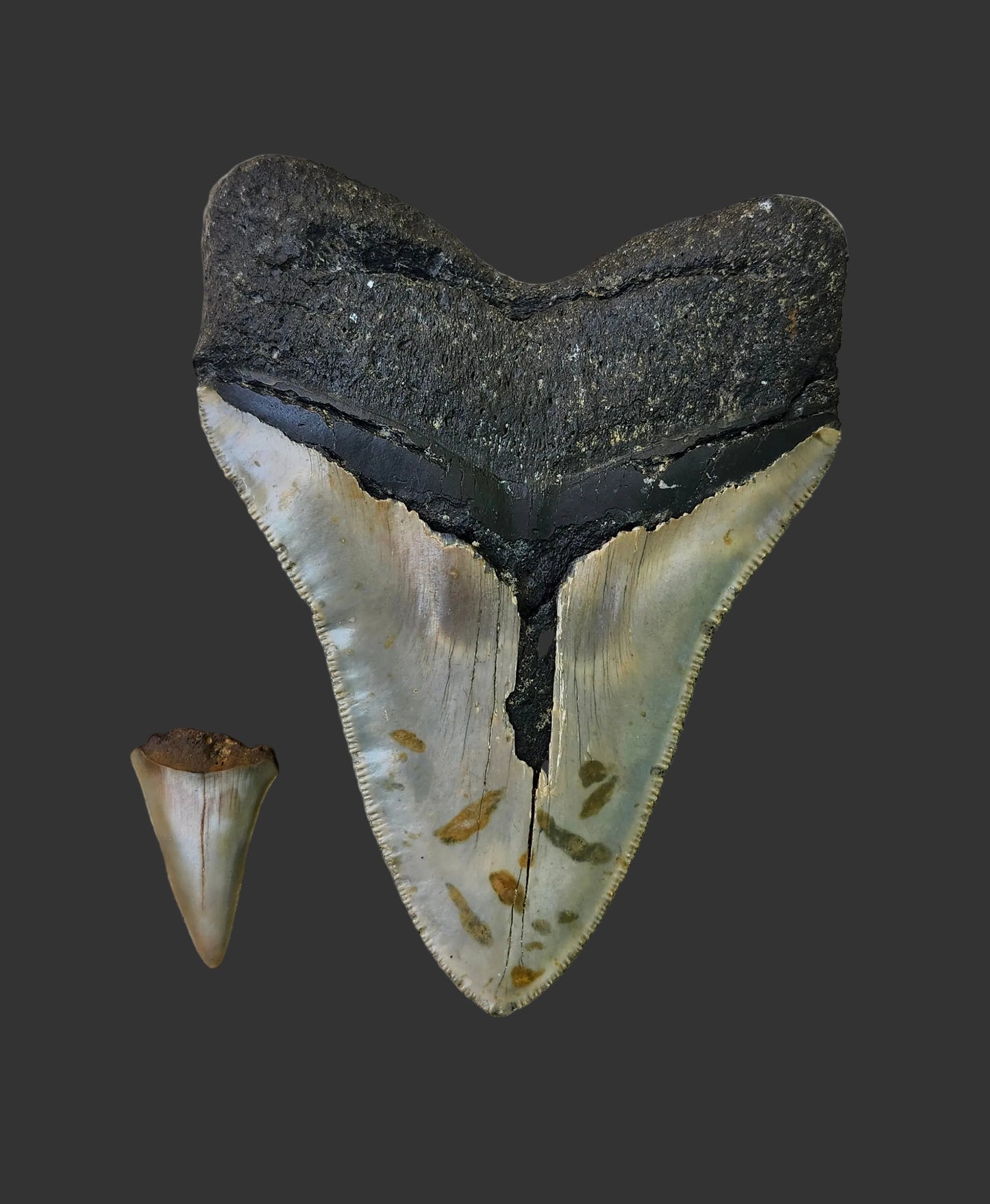 5.2"x 4" Megalodon Tooth-B14