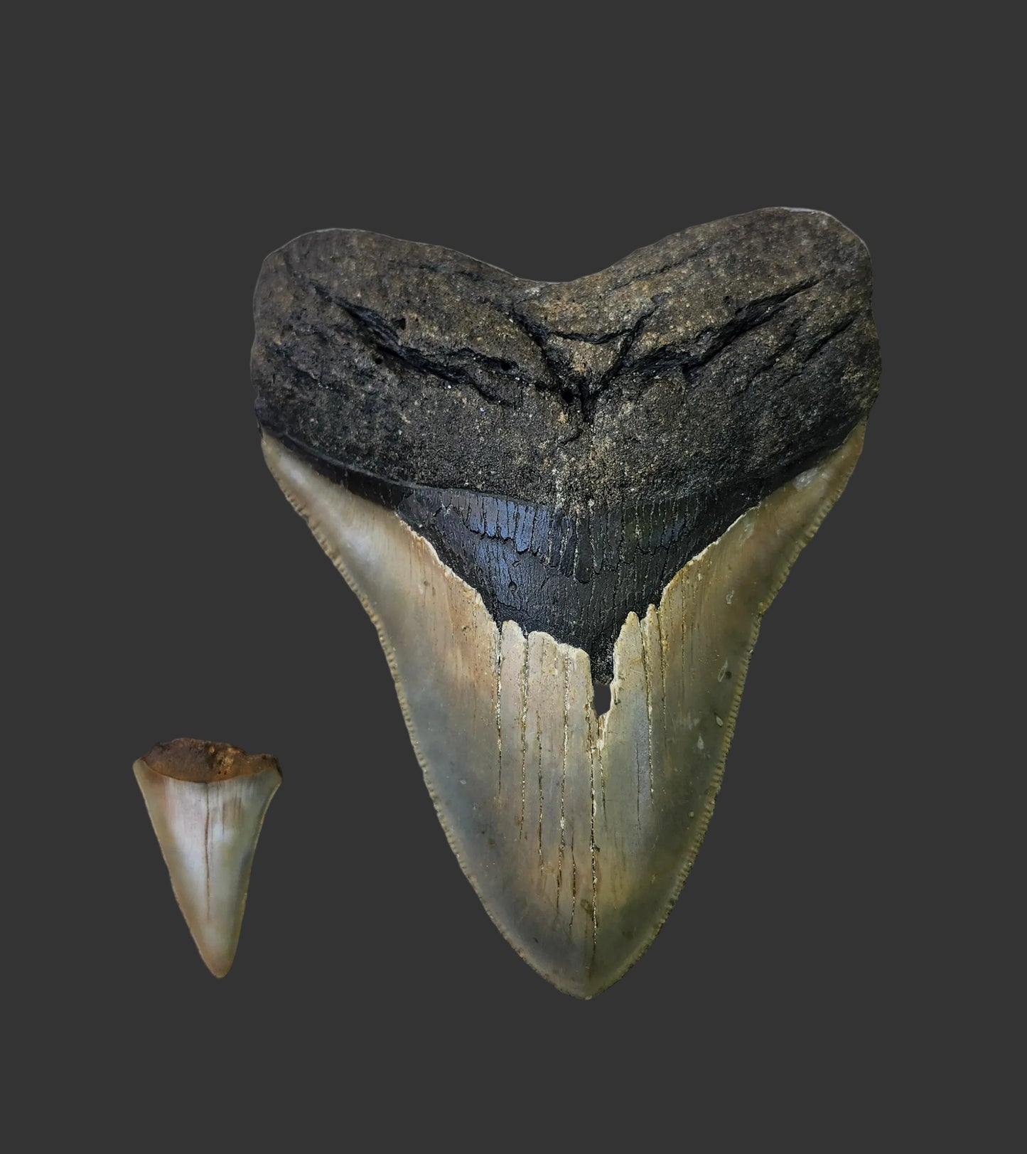 5.2"x 4" Megalodon Tooth-B14