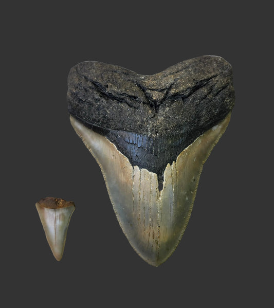 5.2"x 4" Megalodon Tooth-B14