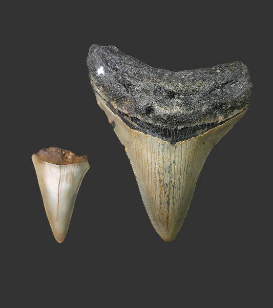 3.4"x 2.7" Megalodon Tooth- C25