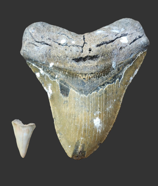 6"x 5" Megalodon Tooth- IS3