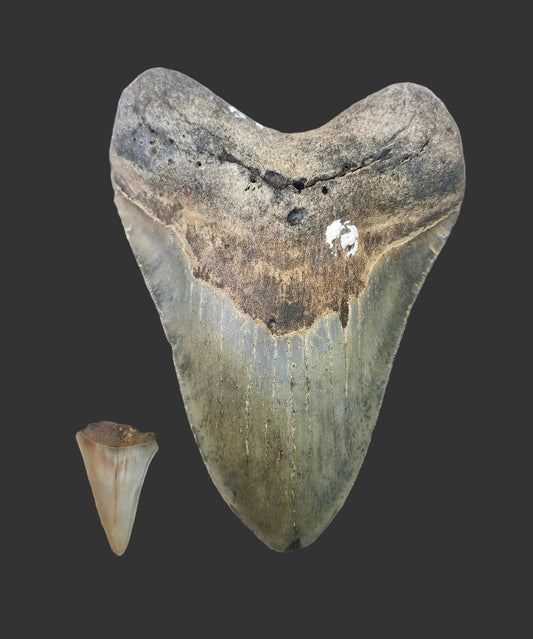5.7"x 4.1" Megalodon Tooth- B30