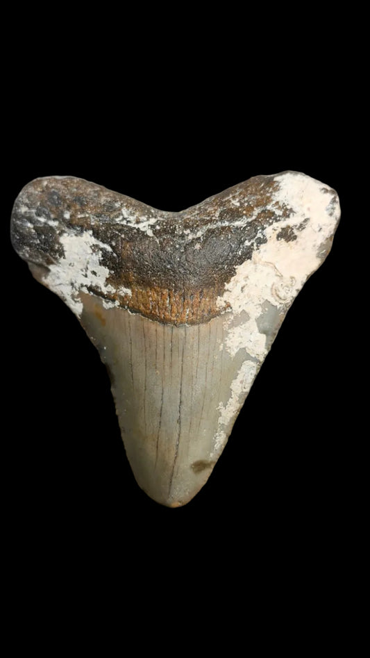 2.5"x 2.3"  Megalodon Tooth - C3