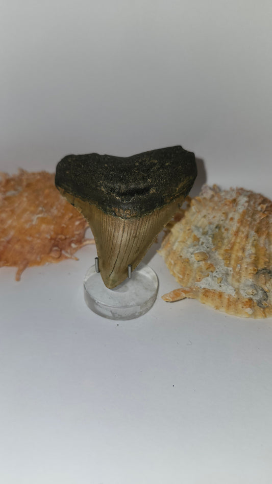 2.8" Megalodon Tooth