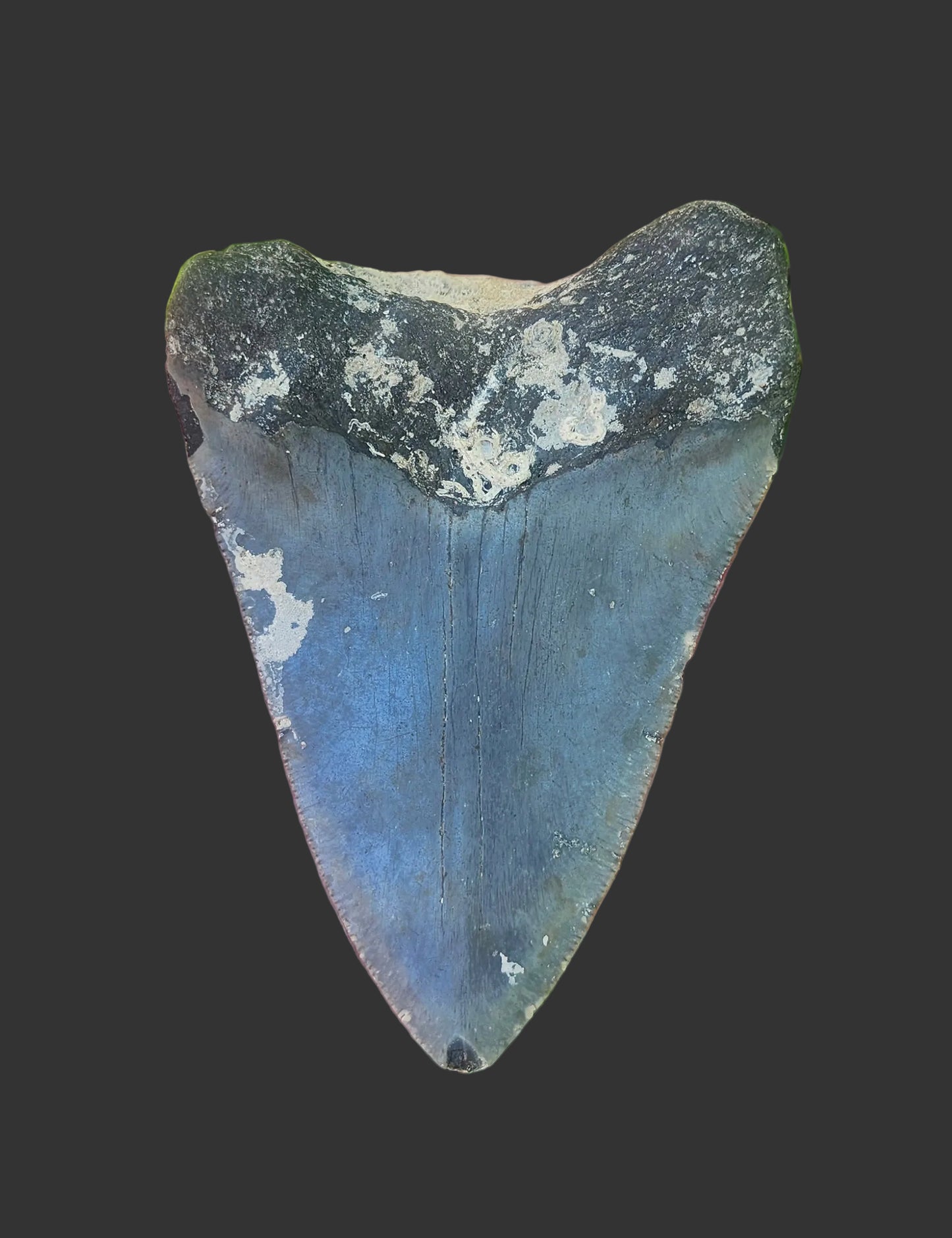 Coral Covered Meg Tooth