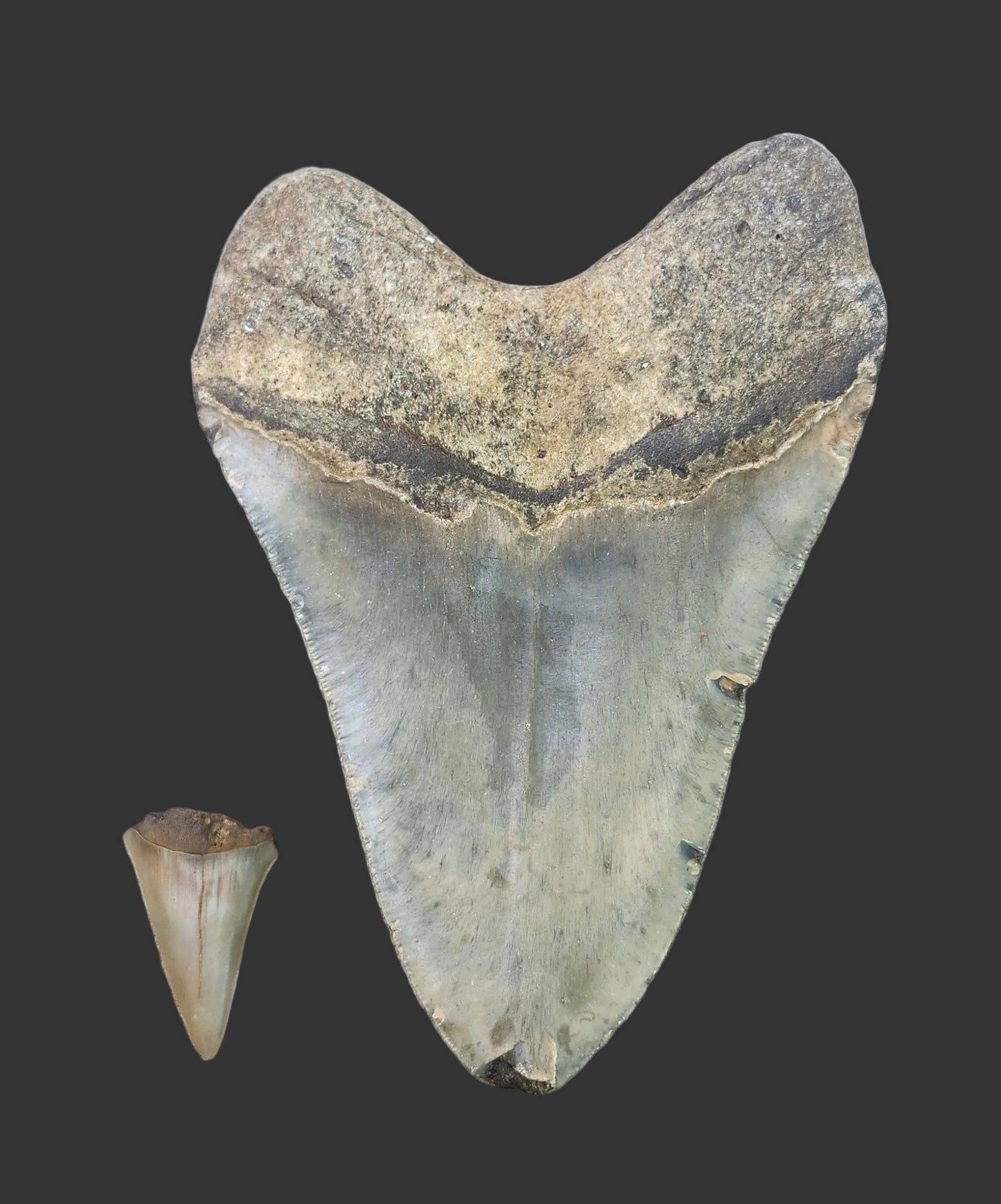 5.7"x 4.1" Megalodon Tooth- B30