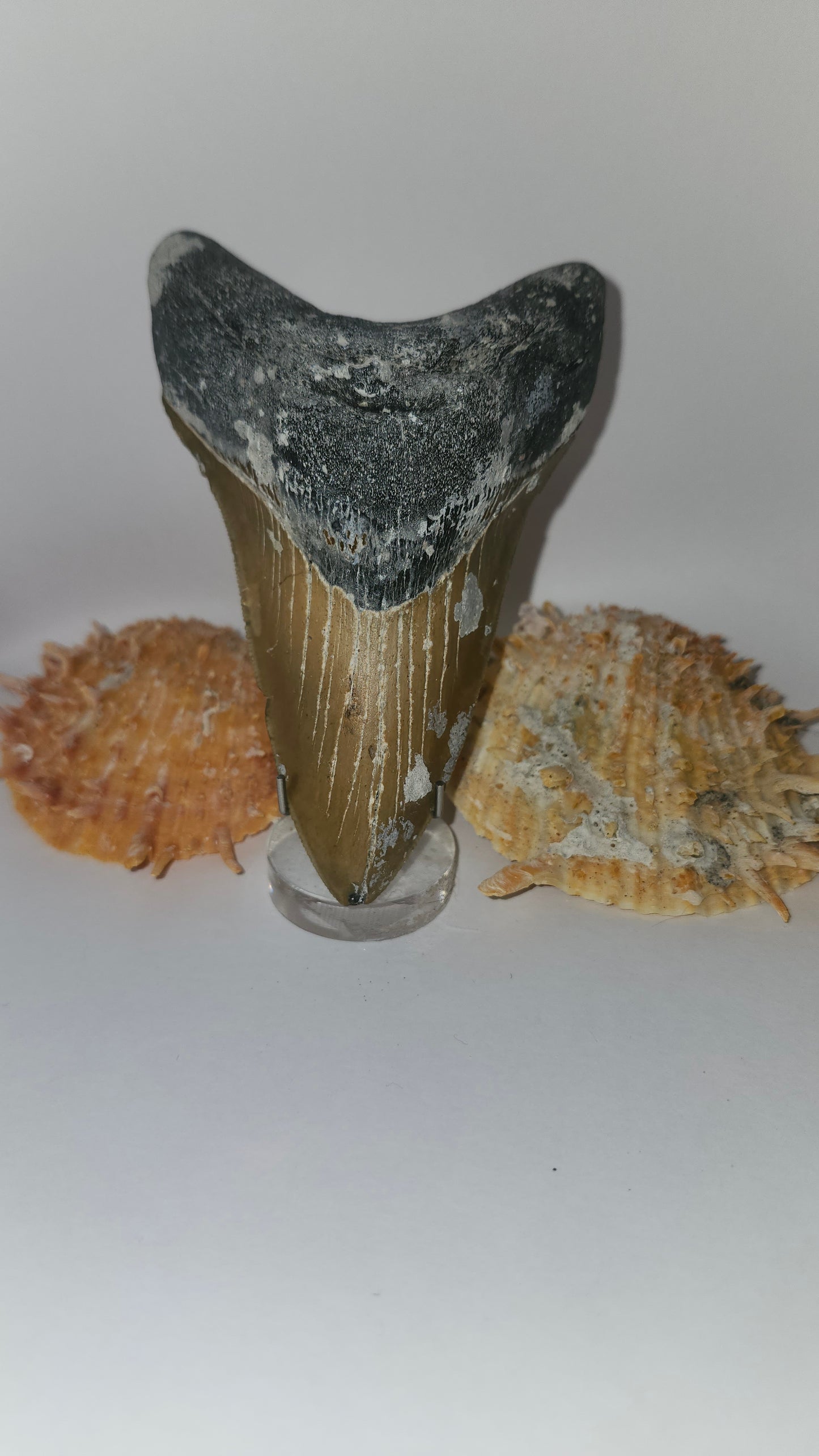 4.7" Megalodon Tooth