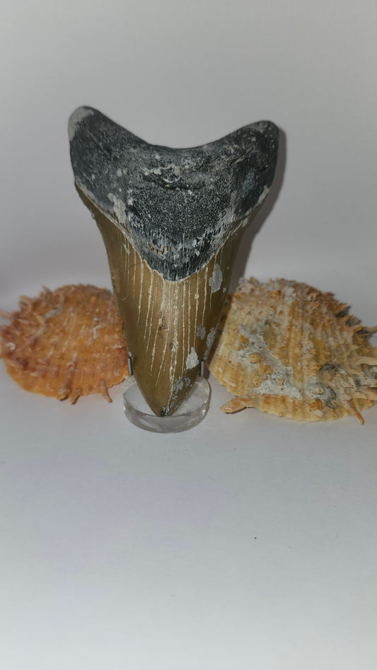 4.7" Megalodon Tooth