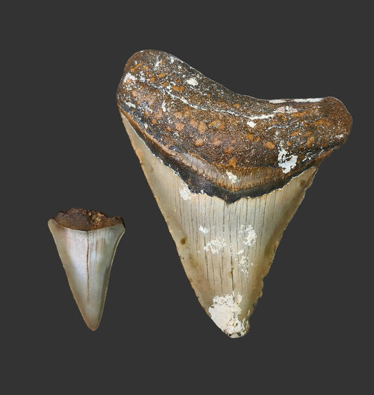 3.7"x 2.9" Megalodon Tooth- C57