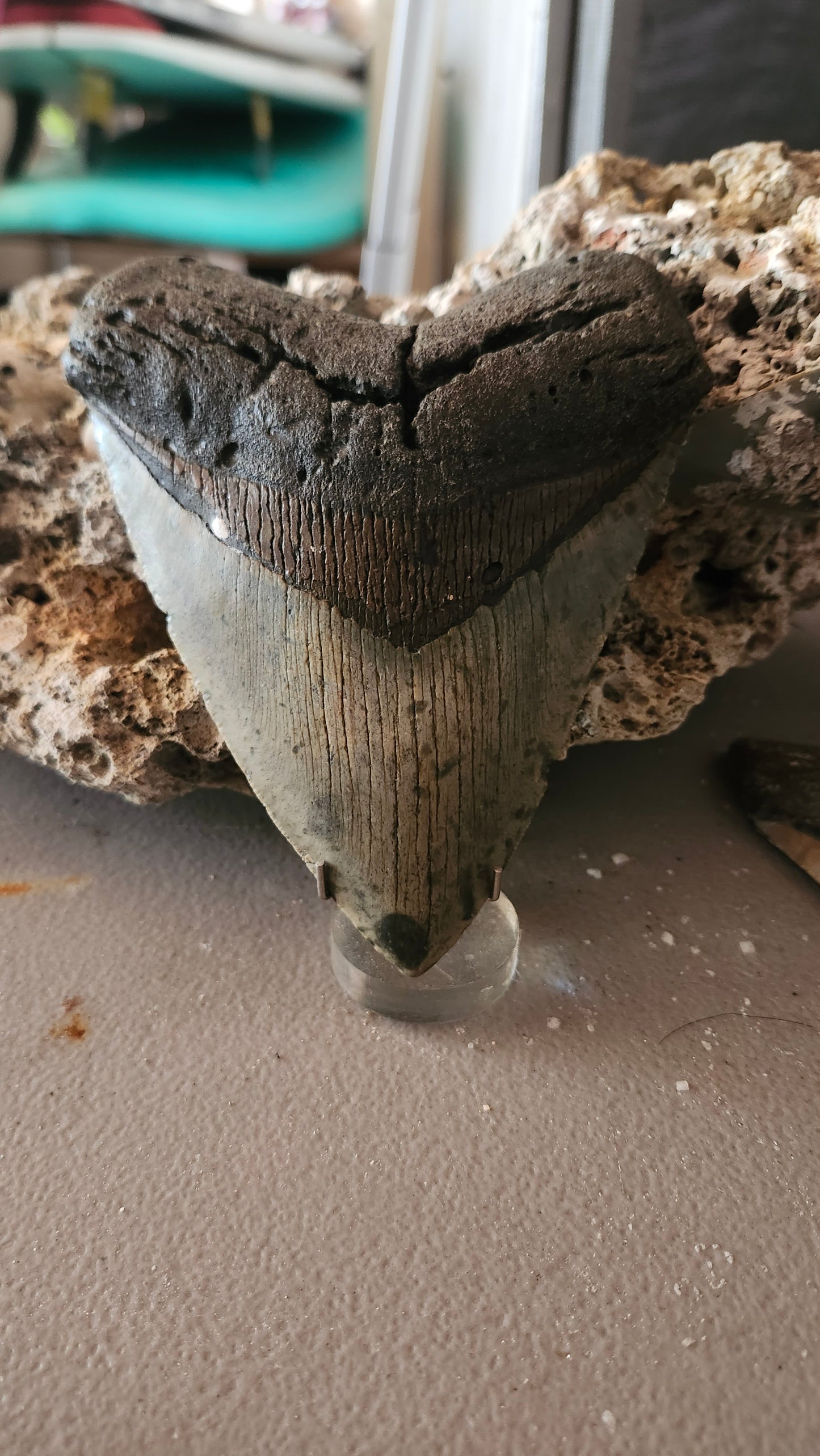 5.4" Megalodon Tooth