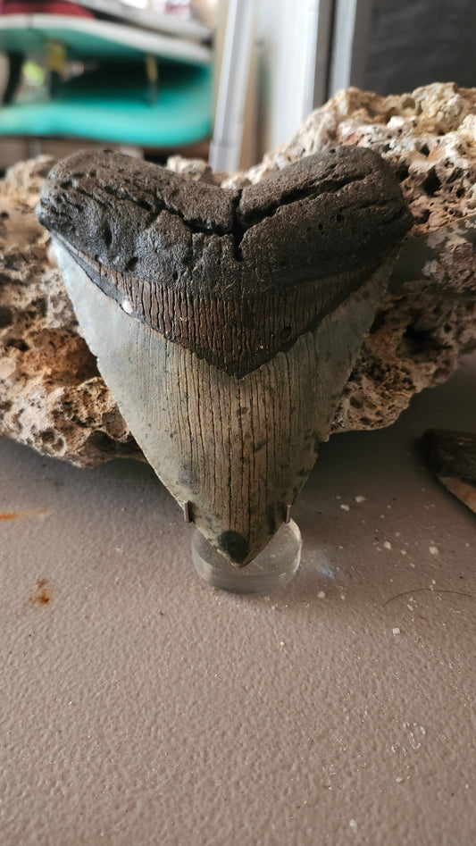 5.4" Megalodon Tooth