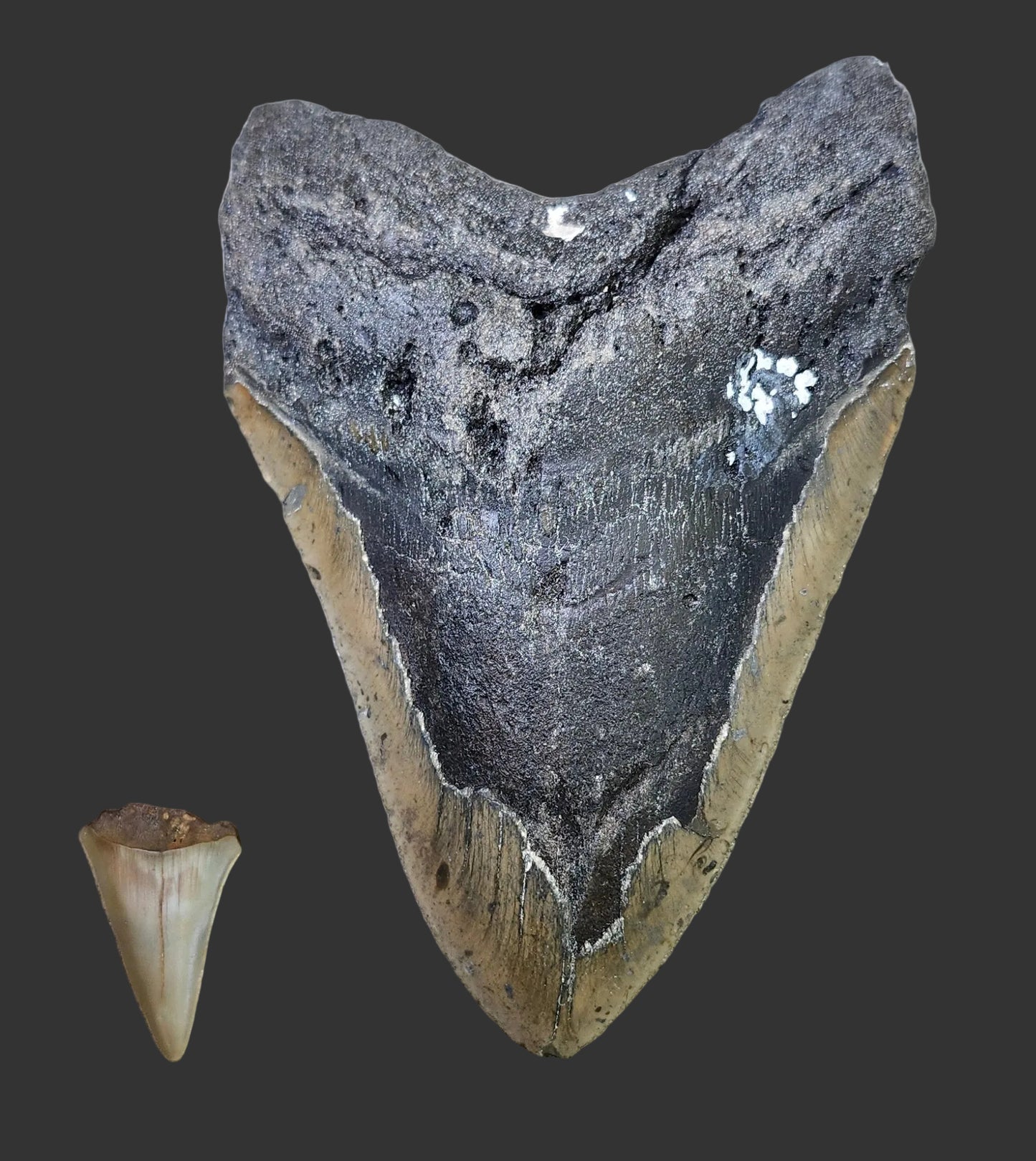 6.3"x 4.3" Megalodon Tooth- A14