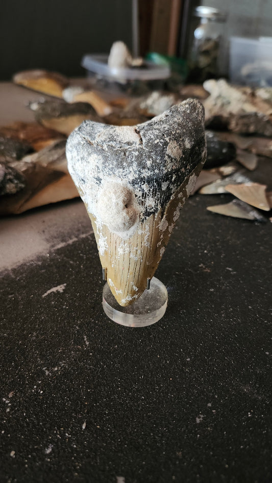 4.4" Megalodon Tooth