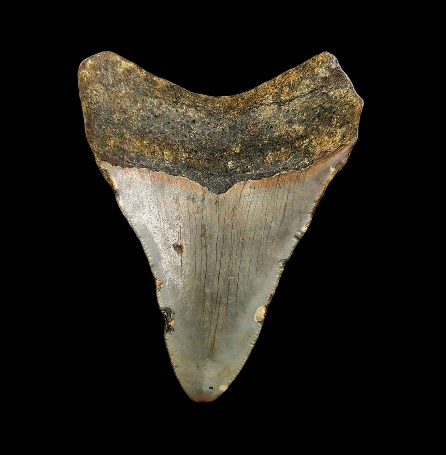 2.7"x 2.2" Megalodon Tooth- C6