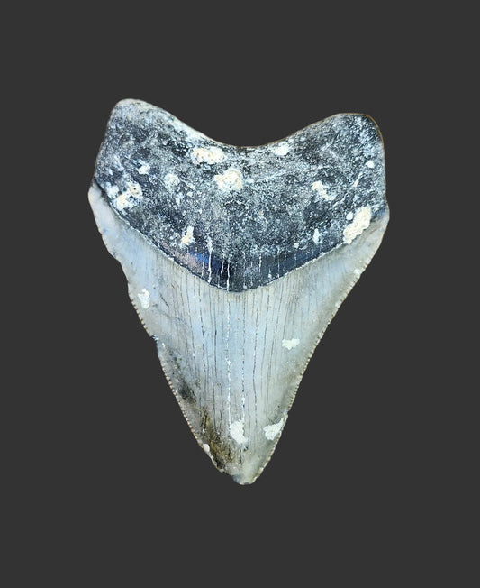 2.5"x 1.9" Megalodon Tooth- C15