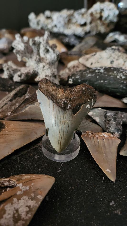 2.5" Megalodon Tooth