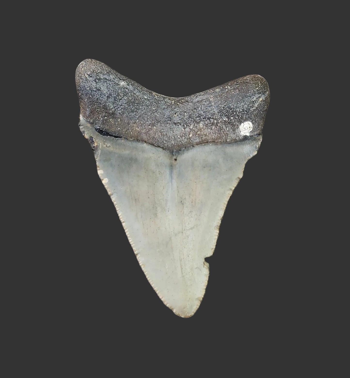 2.8"x 2" Megalodon Tooth- C12