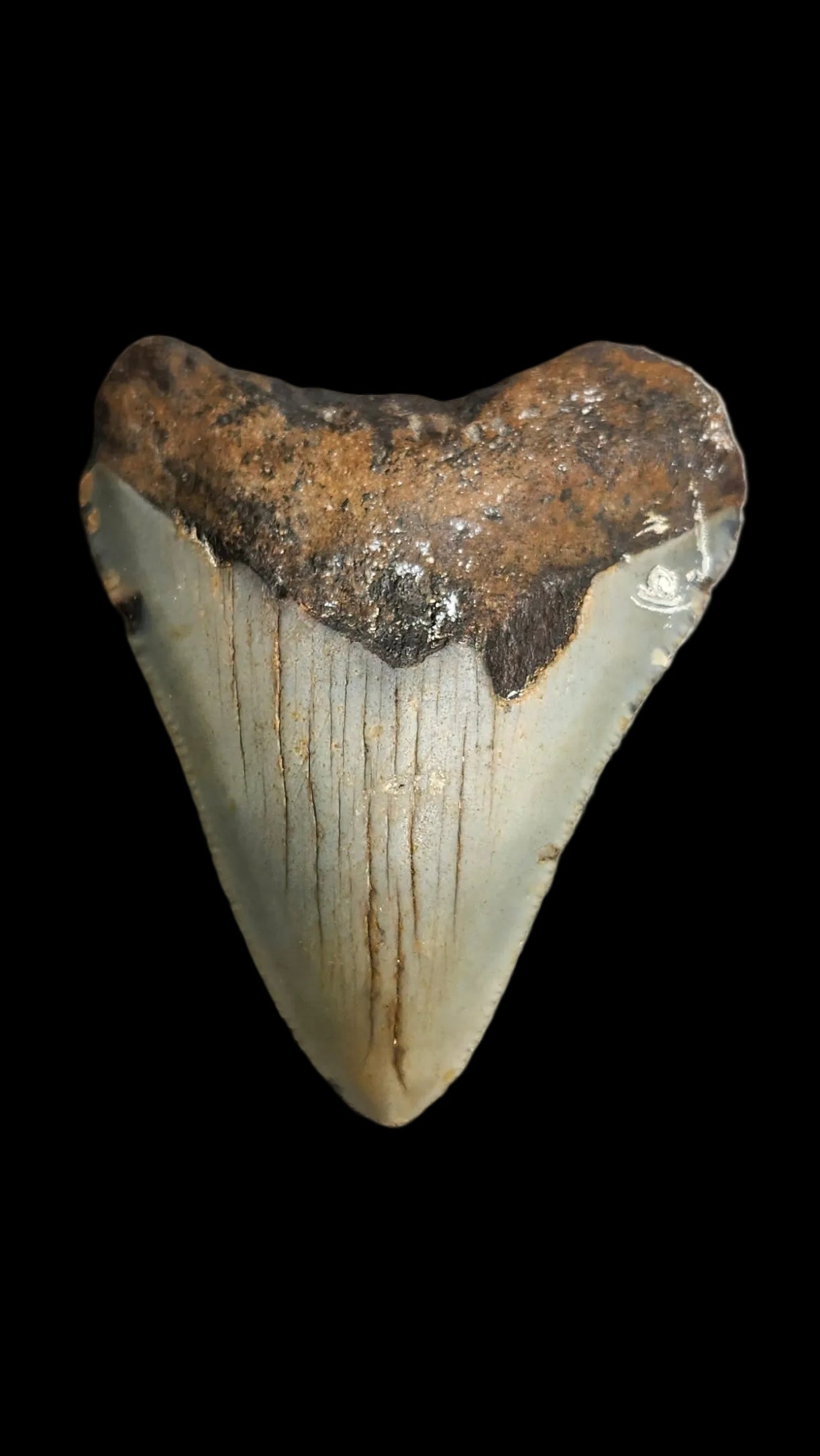 2.5"x 2.1" Megalodon Tooth - C1
